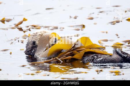 Sea Otter Wrapped in Kelp Stock Photo