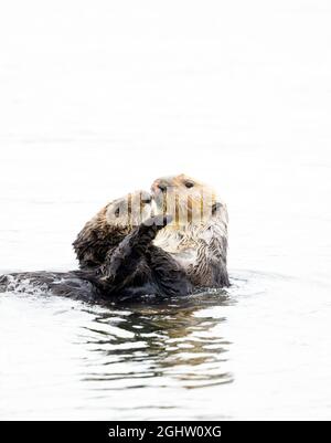 Two Sea Otters Playing Face to Face Stock Photo