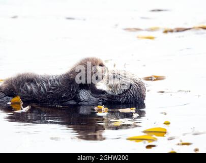 Young Sea Otter Pup Kissing Mom Stock Photo