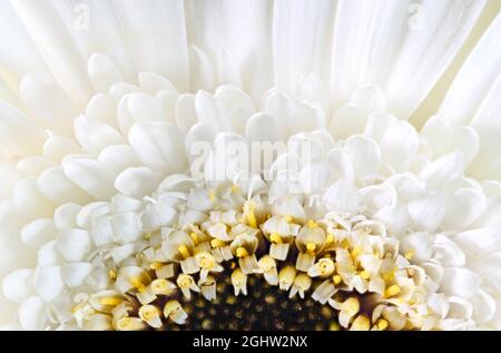 Extreme close up of a white Gerbera flower Stock Photo