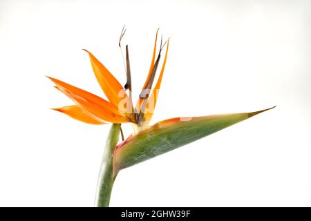 The dramatic and beautiful Bird of Paradise flower (Strelitzia regina) is a native of South Africa. It is also known as the Crane Flower Stock Photo