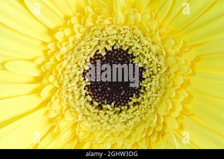 Close up of a Gerbera flower with bright yellow petals and a black centre Stock Photo