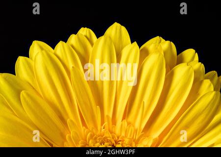 Close up of the petals of a yellow Gerbera flower, set against a black background. Stock Photo