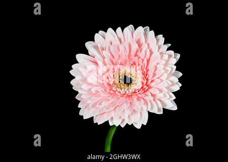 Gorgeous pink Gerbera flower photographed against a plain black background Stock Photo