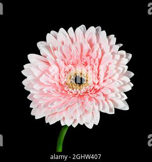 Gorgeous pink Gerbera flower photographed against a plain black background Stock Photo