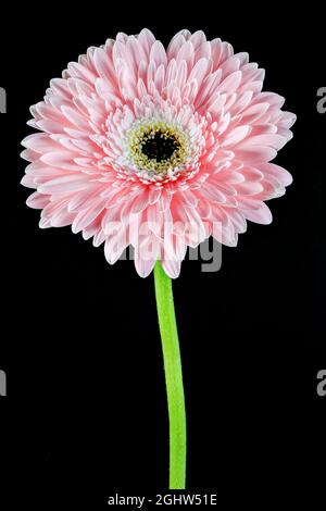 Gorgeous pink Gerbera flower photographed against a plain black background Stock Photo