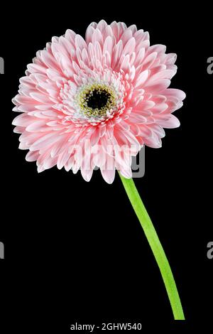 Gorgeous pink Gerbera flower photographed against a plain black background Stock Photo