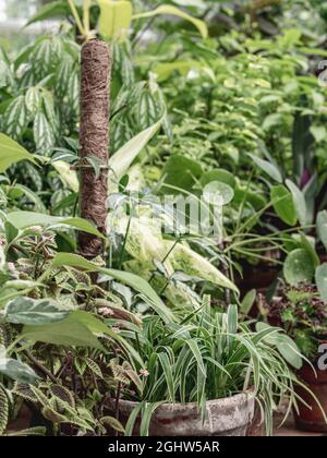 Tropical green leaves background. Various green houseplants full screen floral jungle pattern concept background. close up Stock Photo