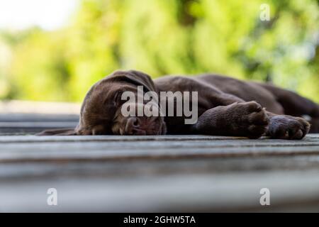 Chocolate Labrador puppy sleeping on a garden terrace, Austria Stock Photo