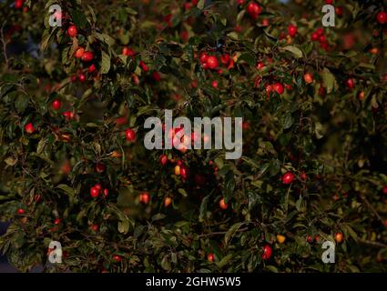 Crabapples on tree.in September. Stock Photo