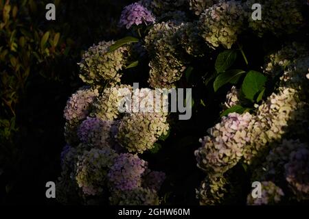 Flowers of mophead Hydrangea seen with fading colours in September Stock Photo