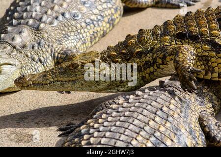 Crocodiles (Crocodylus niloticus) chillin on top of each other. South Africa Stock Photo