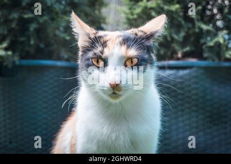 White, black and orange cat - portrait, close-up photograph Stock Photo