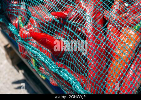 Food abstract of red hot chili peppers in a turquoise mesh bag seen at the market. Stock Photo