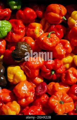 Closeup of colourful Scotch bonnet hot chill peppers seen at the market. Stock Photo