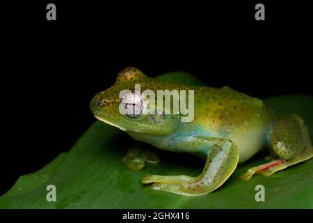 Malayan tree frog on a leaf, Indonesia Stock Photo