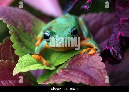 Javan tree frog on a tropical flower, Indonesia Stock Photo