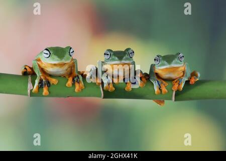 Three Javan tree frogs sitting side by side on a plant stem, Indonesia Stock Photo