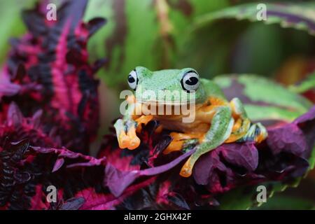 Javan tree frog on a plant, Indonesia Stock Photo