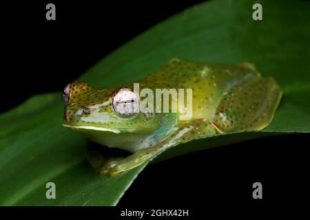 Malayan tree frog on a leaf, Indonesia Stock Photo