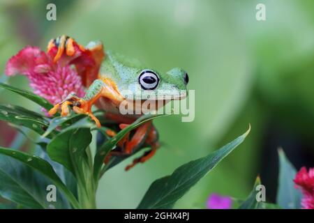 Javan tree frog on a tropical flower, Indonesia Stock Photo