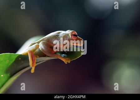 Malayan tree frog on a leaf, Indonesia Stock Photo