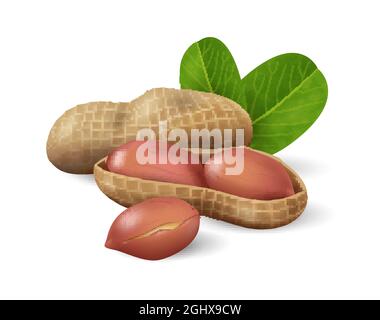 Peanuts with green leaves. Nuts and seeds collection. Realistic design vector illustration close-up Stock Vector