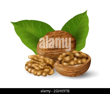Walnuts with green leaves. Nuts and seeds collection. Realistic design vector illustration close-up Stock Vector