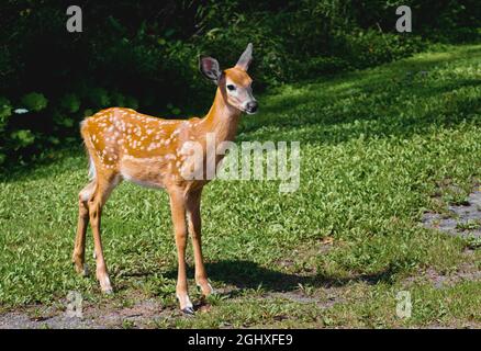 White-tailed deer fawn during late Summer Stock Photo