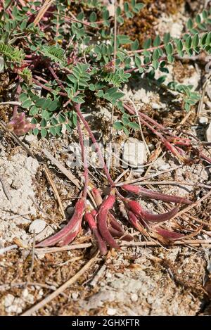 Astragalus monspessulanus flower and fruit close up Stock Photo