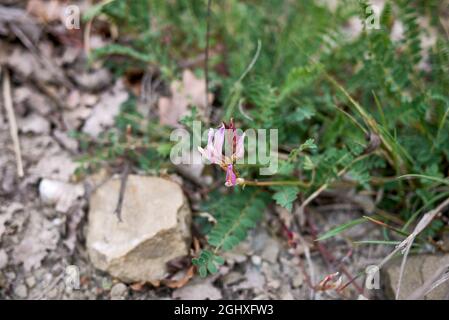 Astragalus monspessulanus flower and fruit close up Stock Photo