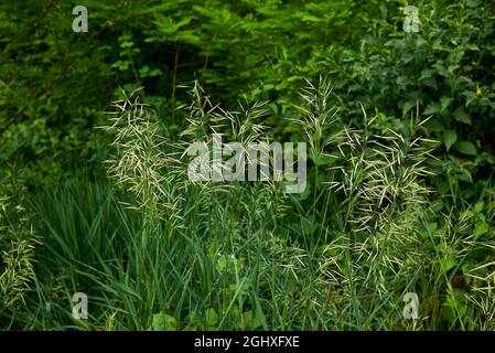 Bromus inermis grass in bloom Stock Photo
