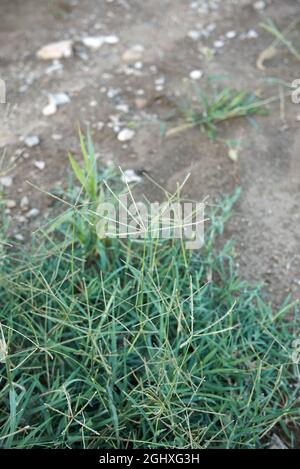 Cynodon dactylon grass in bloom Stock Photo