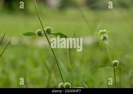 Grass flower with the type of Hyptis brevipes with old green buds Stock Photo