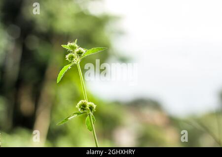 Grass flower with the type of Hyptis brevipes with green buds Stock Photo