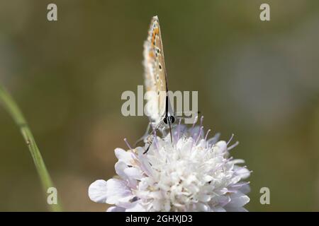 Aricia agestis, the brown argus, is a butterfly in the family Lycaenidae. It is found throughout the Palearctic realm, north to northern Jutland (Denm Stock Photo