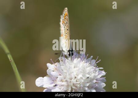 Aricia agestis, the brown argus, is a butterfly in the family Lycaenidae. It is found throughout the Palearctic realm, north to northern Jutland (Denm Stock Photo