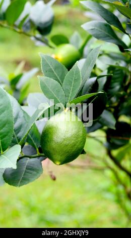 Green lime on tree, full of vitamin c Stock Photo