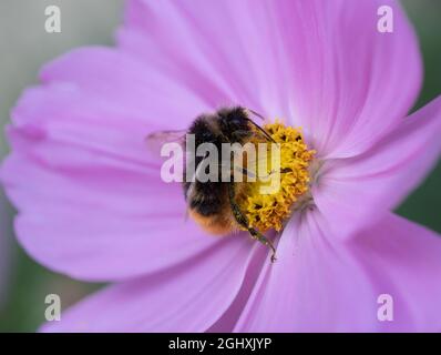 Bee collecting Nectar on Cosmos flower Stock Photo
