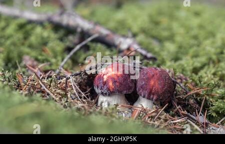 Two small Porcini mushrooms (Boletus pinophilus), commonly known as the pine bolete or pinewood king bolete growing in the forest Stock Photo