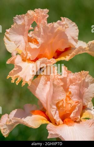 Bright peach Iris Bearded Iris 'Epiphany' nice salmon-apricot color of flower, large blooms Tall bearded iris in garden Stock Photo