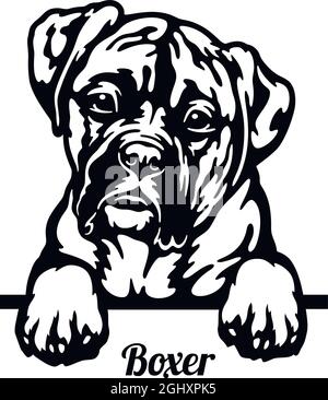 Boxer Peeking Dog - head isolated on white - vector stock Stock Vector ...