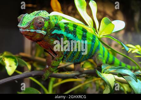 Beautiful colors of a chameleon, domesticated walking on a branch in his enclosure, animal closeup Stock Photo