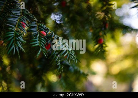 Close-up of a yew branch showing the typical capsule-shaped red fruits of this tree. Selective focus. Copy space. Stock Photo