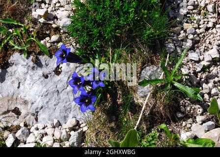 Slovenia, Lepena valley, Triglav National Park. Gentiana acaulis, Julian Alps. Stock Photo