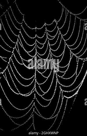 Raindrops captured on spider web which look like a jewelled necklace. The image is set against a dark/black background for a more dramatic effect Stock Photo