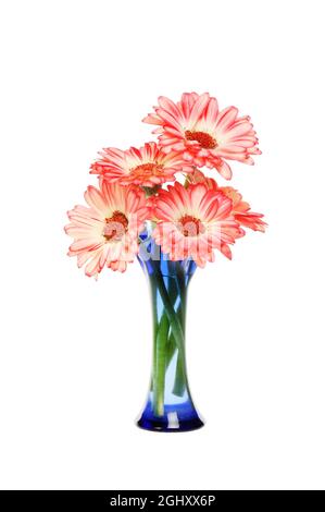 Arrangement of gerbera daisies in a blue glass vase isolated against white Stock Photo