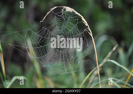 Raindrops captured on spider web in late summer. The web has been created on a seed head of grass on the verge of a road Stock Photo