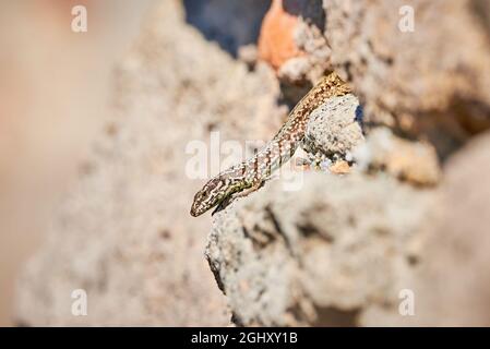 Common wall lizard sunbathing on a rock in the morning (Podarcis Muralis) Stock Photo