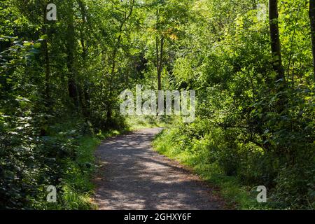 English woodland walk in late summer Stock Photo